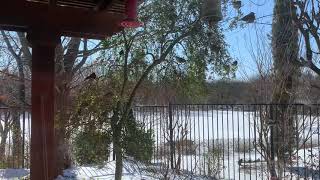 Birds going crazy over Yaupon holly tree [upl. by Yazbak]