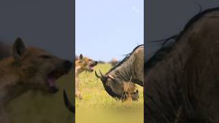 A Mothers Fierce Defense Wildebeest Calf Saved from a Hyenas Grasp [upl. by Spenser]