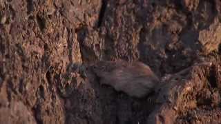 Natural Selection and the Rock Pocket Mouse — HHMI BioInteractive Video [upl. by Bysshe22]