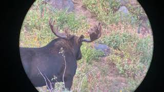 Phone Skope iPhone 11 Pro Example Digiscoping Footage  Martin Chagnovich  Bull Moose [upl. by Rollin]