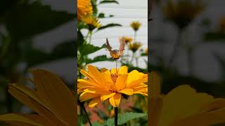 Hummingbird hawk moth [upl. by Eppie727]