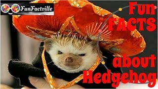 10 Fun Facts about Hedgehog [upl. by Elyse]