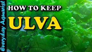 How to keep ULVA macroalgae  ULTIMATE Nitrate amp Phosphate Refugium Algae Better Than CHAETO [upl. by Leizo29]