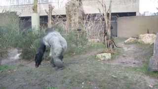 Gorilla in Artis Amsterdam 2 HD [upl. by Hackney]