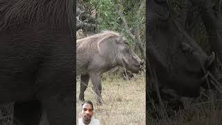 Jungali suar dukkar animals krugernationalpark wildlife [upl. by Le741]