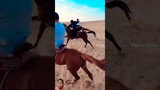 girl arabian horse riding horse horseriding horselover riding arabianhorse [upl. by Gad602]