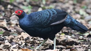 Salvadoris Pheasant in Sumatra  Lophura inornata  Sempidan Sumatera [upl. by Tabor]