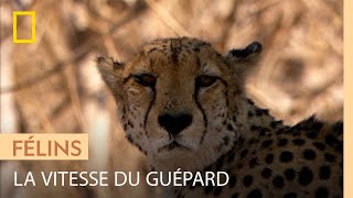 Le guépard  un corps fait pour aller vite [upl. by Yehus731]