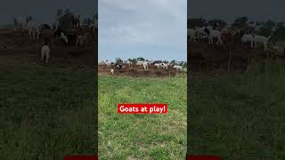 Every evening we get to watch the weanlings play goats goatfarming farming [upl. by Lanae986]