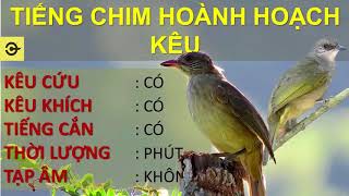 Tiếng hoành hoạch kêu CHUẨN nhử mồi đánh chim sập bẫy Hoành hoạch mồi chuẩn [upl. by Ahsinyd542]