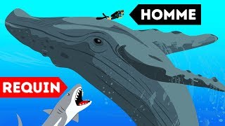 9 Animaux Sauvages qui ont Sauvé des Hommes [upl. by Eniamrahc]