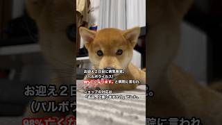 お迎え２日目で病気が発覚しました。 パルボウイルス 柴犬 豆柴 クーアンドリク [upl. by Kynthia]