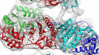 Architecture of the 26S Proteasome [upl. by Ovid344]