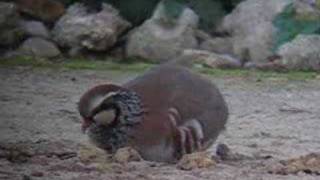 PERDIZ ROJA  REDLEGGED PARTRIDGE [upl. by Tahpos]