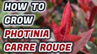 How To Grow Photinia Carre Rouge  Tips And Advice You NEED To Know [upl. by Oswell]