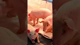 🐷 Oink Grunt Snort The Surprising Sounds of Pigs Youve Never Heard Them Like This [upl. by Dwaine]