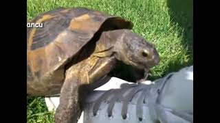 When a turtle moans better than you [upl. by Wilkins273]