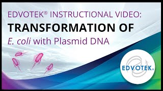 Transformation of E coli with Plasmid DNA  Edvotek Video Tutorial [upl. by Gnak822]