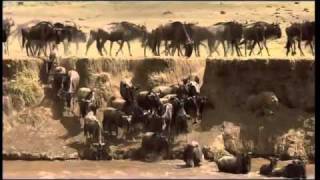 Tanzania Serengeti Best Of part 2 [upl. by Cutty741]