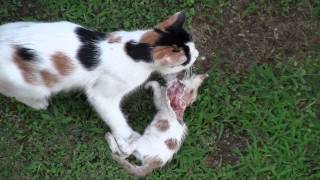 Mother cat eats her kitten [upl. by Vite]