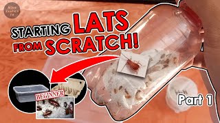 Lats life cycle p1  Starting colony guide  Blatta lateralis Turkestan cockroach [upl. by Noivax]