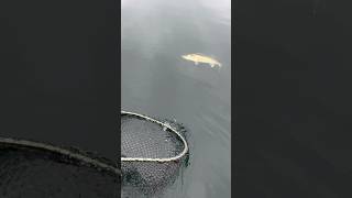 Walleye Fishing Hayward Wisconsin fishingwalleyeHaywardwisconsinguide [upl. by Nahtnaoj]