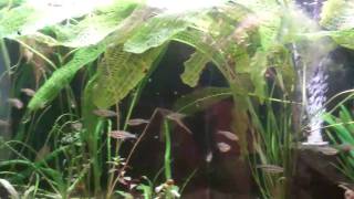 Planted Aquarium Substrate Eco Complete over dirt Onyx sand on dirt that was the problem [upl. by Aisyat]