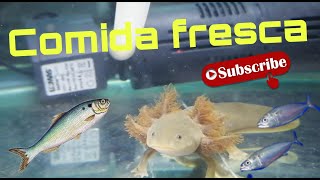 La comida màs fresca para ajolotes sin parásitos y mis nuevos Ambystoma dumerilii [upl. by Croft844]