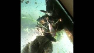 Raphael catfish  barking catfish quotPlatydoras armatulusquot [upl. by Okiron561]