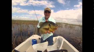 Catching a HUGE shell cracker on Lake Toho in Kissimmee Florida [upl. by Ilbert694]