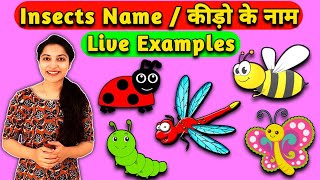 Insects with Live Examples  कीड़ो के नाम  English to Hindi  WATRstar [upl. by Dorsey]