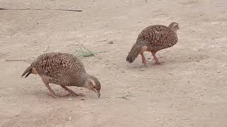 pheasant pair video new jora irani teetar awaz video [upl. by Suirrad567]