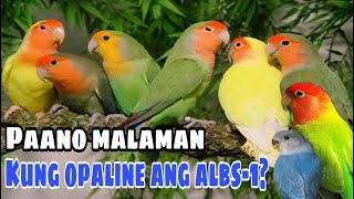 HOW TO IDENTIFY OPALINE IN ALBS1 AGAPORNIS ROSEICOLLIS I PAANO MALAMAN KUNG OPALINE ANG LOVEBIRDS [upl. by Kolivas]