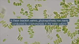 The rivertosea salinity gradient drives microbial diversity and functional patterns [upl. by Oretos]