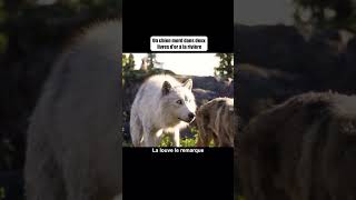 Un chien mord dans deuxlivres dor à la rivièrefilm movie series [upl. by Anelaf]