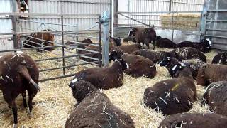 Dizzard Flock of Zwartbles Sheep  Ladies in Waiting [upl. by Atiniuq]