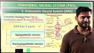 Peripheral nervous system PNS class11th neet [upl. by Erl]