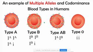 Incomplete vs Codominance Mupltiple Alleles amp Polygenic Inheritance [upl. by Royden]