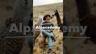 Alpacademy Alpacas vs Llamas [upl. by Yves]