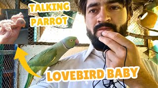 Breeding Setup  LoveBird Setup  Ringneck Life [upl. by Dolly]