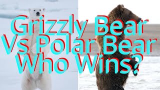 Grizzly Bear Vs Polar Bear Animal Fight Who Wins Epic Showdown Power Vs Power [upl. by Himelman]