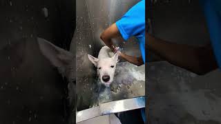 Keya se Keya ho gaya😜🤪trending ytshorts viralvideo funnyanimal grooming likeandsubscribe❤️‍🔥🔥🙏 [upl. by Waylon147]