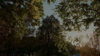 Video postcard  Boston common  1 [upl. by Cavanagh804]