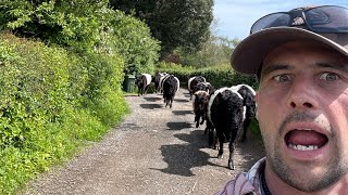 Wrangling amp Getting Followed Belted Galloways A Day In The Life Of Moving Cows To Fresh Pastures [upl. by Alad]