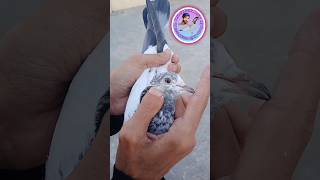 Ali Walay sialkoti kabootar original baby pigeon bestsialkotikabootar sialkotipigeon [upl. by Airenahs473]