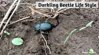 Darkling beetle Insects  beetle life cycle Animals 003 Earth [upl. by Halivah806]