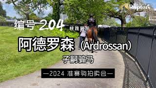 Lot204 Ardrossan AUS – Sunday Rose NZ Bay Gelding 2024 Karaka Ready to Run Sale [upl. by Ihdin]