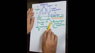 OOGENESIS Easy way to learn OOGENESIS Class12 Neet [upl. by Sherburn]