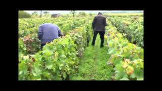 The Vineyards of Gevrey Chambertin in Burgundy  Marchand amp Burch [upl. by Fredi]