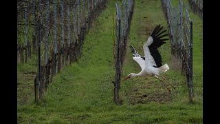 UN REGARD VERS LE PARC DES CIGOGNES À EGUISHEIM [upl. by Fadden]